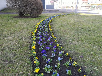 Jelenia Góra rozkwita na wiosnę