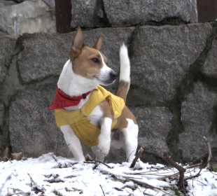 Diego- psi detektyw z Karpacza