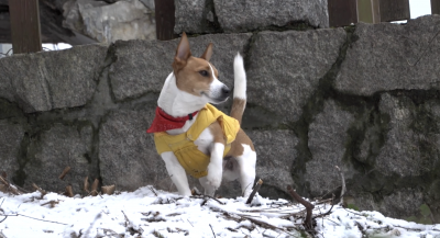 Diego- psi detektyw z Karpacza Diego- psi detektyw z Karpacza