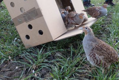 Kuropatwy już na wolności. Wypuszczono kolejne 700 ptaków