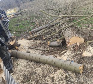 Wycinka drzew bez zezwolenia