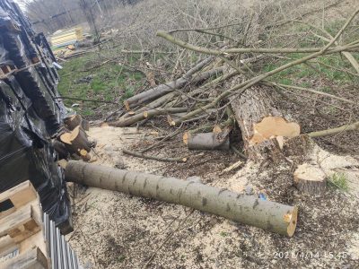 Wycinka drzew bez zezwolenia