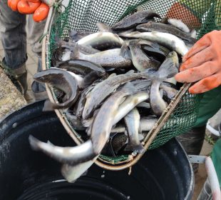 Dolnośląskie rzeki zarybione pstrągami potokowymi