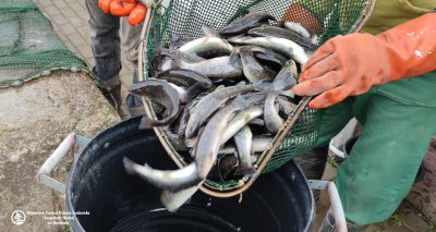 Dolnośląskie rzeki zarybione pstrągami potokowymi