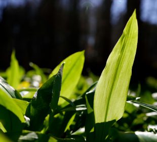 Czosnek niedźwiedzi kulinarny przysmak