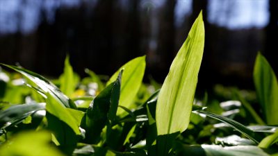 Czosnek niedźwiedzi kulinarny przysmak