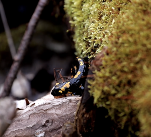 Jej wysokość salamandra Jej wysokość salamandra