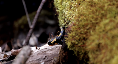 Jej wysokość salamandra