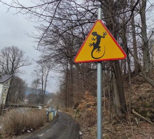 Uwaga, salamandry!