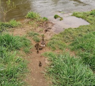 Uwaga! Kaczki na jezdni