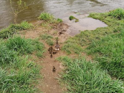 Uwaga! Kaczki na jezdni Uwaga! Kaczki na jezdni