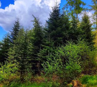 Niedzielny spacer z leśnikiem