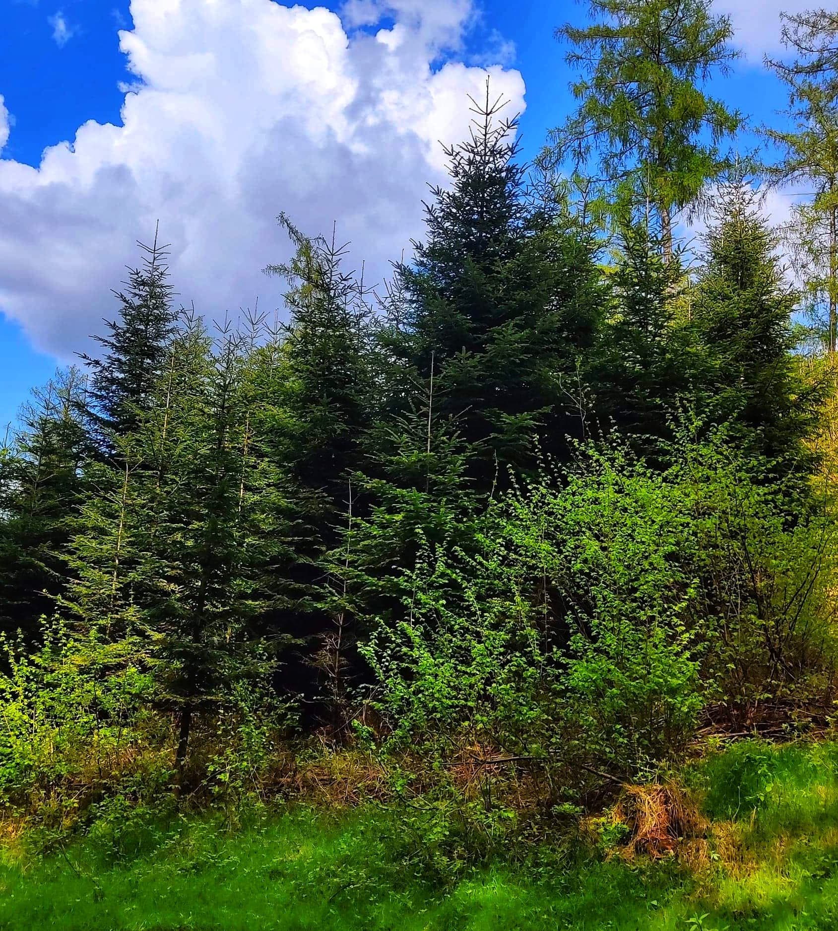 Niedzielny spacer z leśnikiem Niedzielny spacer z leśnikiem