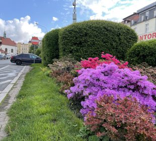 Miasto Jelenia Góra rozkwita