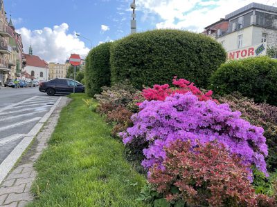 Miasto Jelenia Góra rozkwita Miasto Jelenia Góra rozkwita