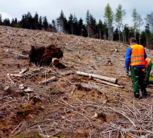 Nadleśnictwo Śnieżka zasadzi 300 000  drzewek