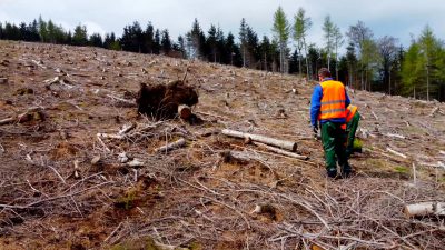Nadleśnictwo Śnieżka zasadzi 300 000  drzewek