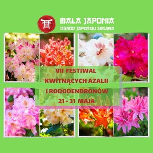 Festiwal  kwitnących Azalii i Rododendronów