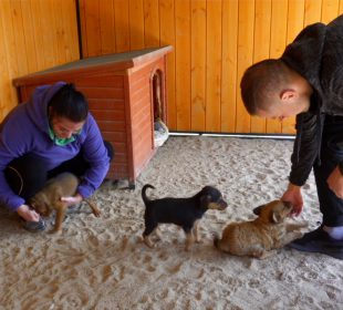 Chcą stworzyć mini szpital dla zwierząt