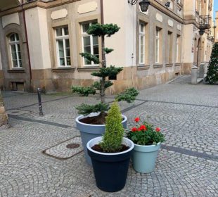 Jelenia Góra obrosła w bonsaje, iglaki i pelargonie