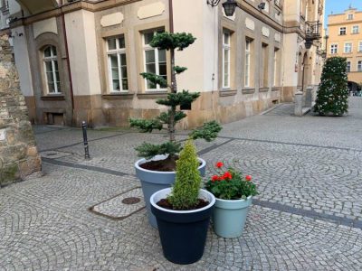 Jelenia Góra obrosła w bonsaje, iglaki i pelargonie