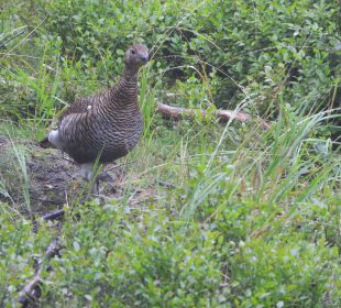 KPN znów otwiera szlaki