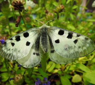 Na ratunek niepylakom