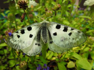 Na ratunek niepylakom Na ratunek niepylakom
