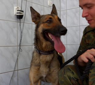 Trwa selekcja psów do służby w Straży Granicznej