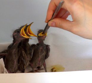 Niosą pomoc rannym dzikim zwierzętom czyli jak to robią w Klekusiowie