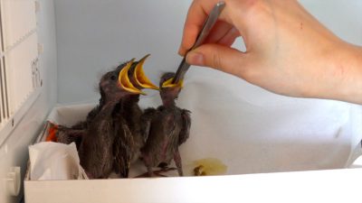 Niosą pomoc rannym dzikim zwierzętom czyli jak to robią w Klekusiowie