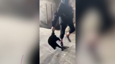 Nastolatkowie katowali kota Nastolatkowie katowali kota