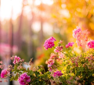 IX edycja konkursu “Ładnie Mieszkać”