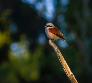 “Ptasi bufet” pojawi się w Jeleniej Górze “Ptasi bufet” pojawi się w Jeleniej Górze