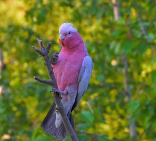 Pierwszy w Polsce ptasi park wolnych lotów powstaje w Sosnówce