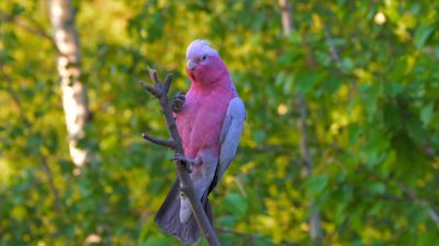 Pierwszy w Polsce ptasi park wolnych lotów powstaje w Sosnówce Pierwszy w Polsce ptasi park wolnych lotów powstaje w Sosnówce