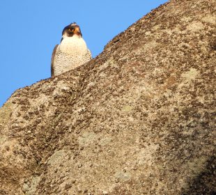 KPN: Sokoły jeszcze potrzebują czasu KPN: Sokoły jeszcze potrzebują czasu