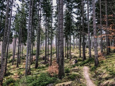 Nadleśnictwo Śnieżka ma informacje dla miłośników rowerów