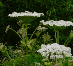 W Kowarach usuwają barszcz Sosnowskiego W Kowarach usuwają barszcz Sosnowskiego