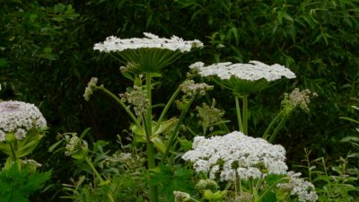 W Kowarach usuwają barszcz Sosnowskiego