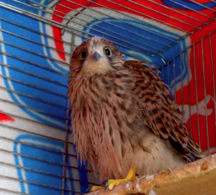 Nie takiej pomocy potrzebują dzikie zwierzęta Nie takiej pomocy potrzebują dzikie zwierzęta