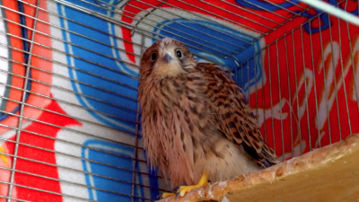 Nie takiej pomocy potrzebują dzikie zwierzęta