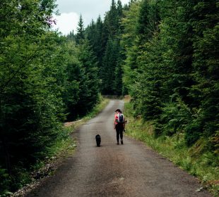 KPN: Wyprawa z psem tylko po wyznaczonych szlakach