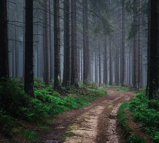 Fragmenty dróg leśnych zostają zamknięte