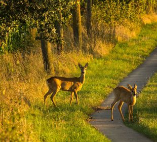 Kierowco, uważaj na dzikie zwierzęta! Kierowco, uważaj na dzikie zwierzęta!