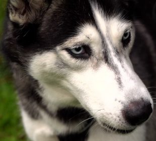 Karkonoska Wataha 2021