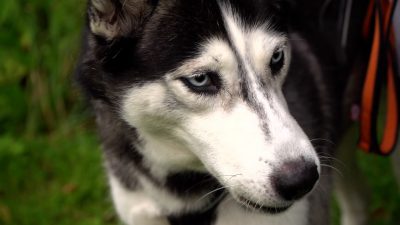 Karkonoska Wataha 2021