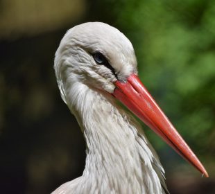 Co z jeleniogórskim bocianem?