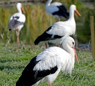 Jaki los spotkał jeleniogórskiego bociana?