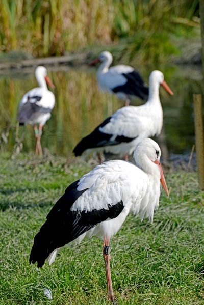 Jaki los spotkał jeleniogórskiego bociana?